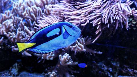 what fish is nemo|Meet the Real Fish Species of Finding Nemo .